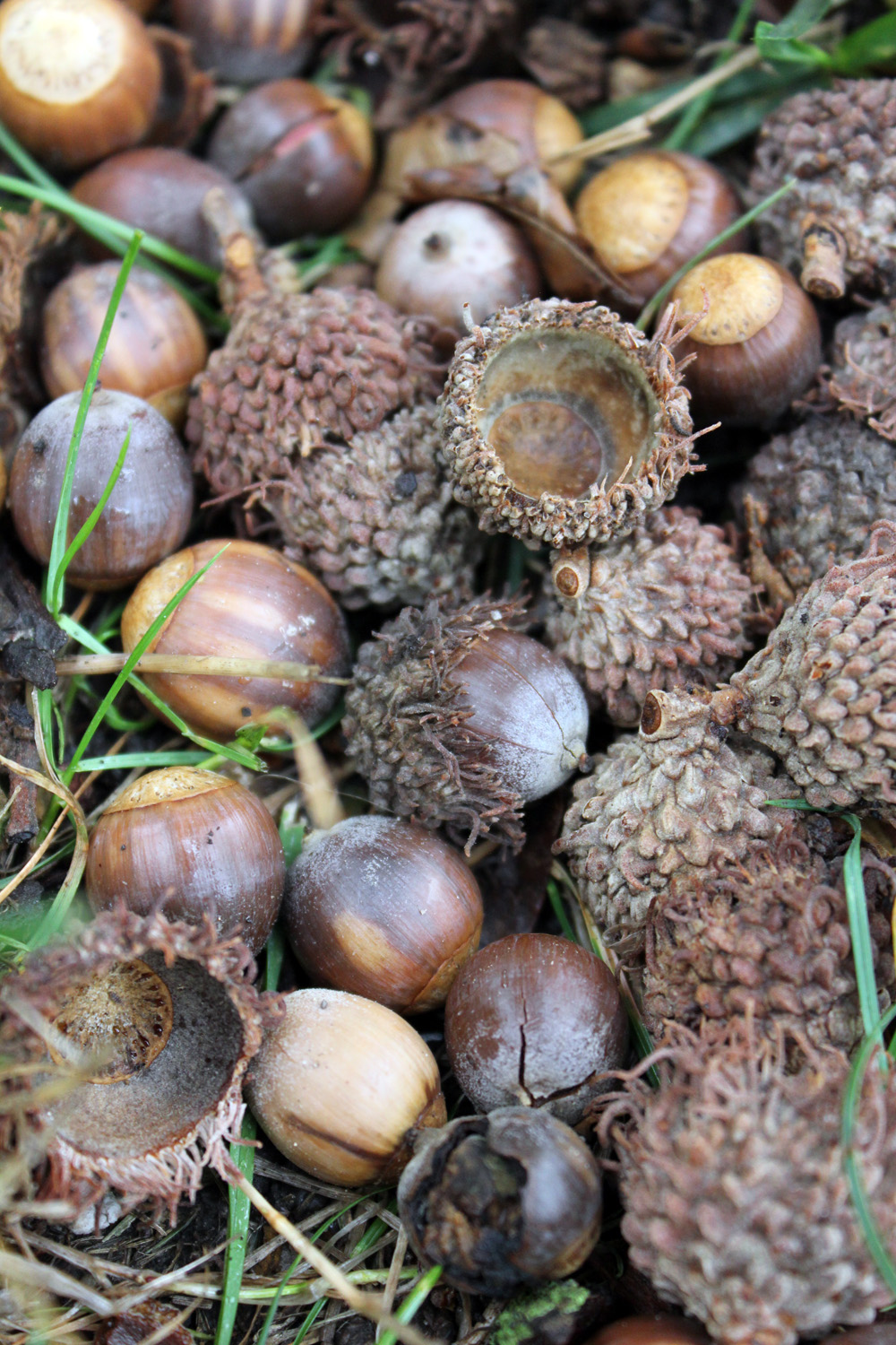 Acorns, Acorns Everywhere... - Itsy Bits and Pieces