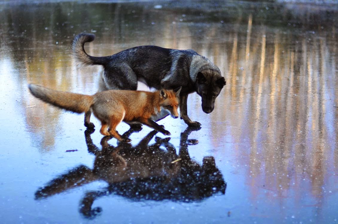 #1 Tinni The Dog And Sniffer The Wild Fox - Unusual Animal Friendships That Are Absolutely Adorable! #1 Tinni The Dog And Sniffer The Wild Fox - Unusual Animal Friendships That Are Absolutely Adorable!