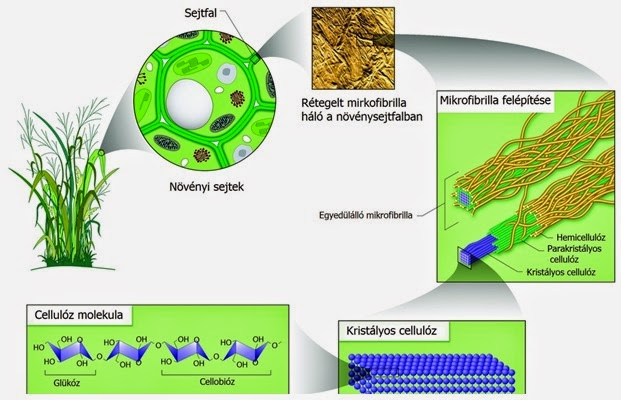 thesis + cellulase production thesis + cellulase production