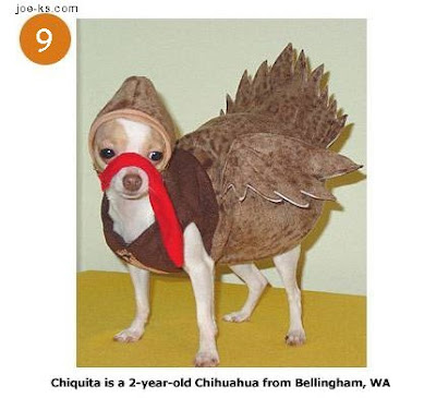 Animal Funny Picture