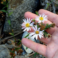 Leafy-daisy (Erigeron foliosus) at dry Fish Canyon Falls Leafy-daisy (Erigeron foliosus) at dry Fish Canyon Falls, Angeles National Forest