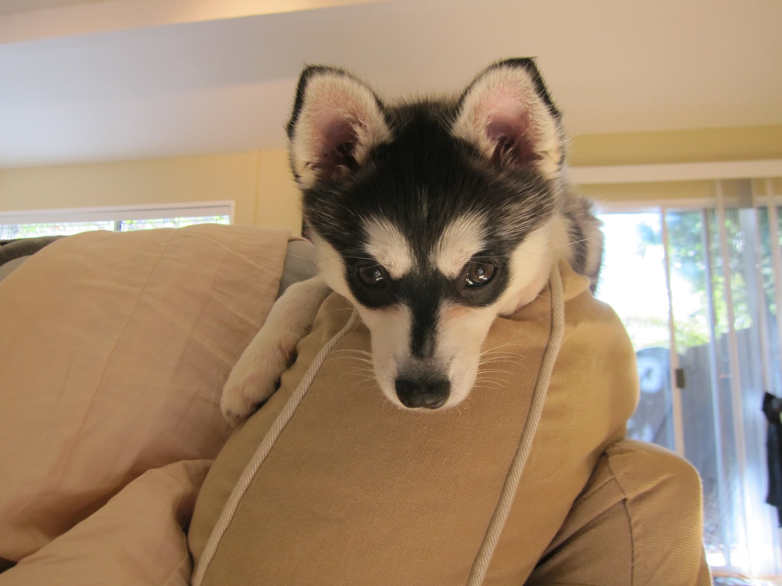 alaskan klee kai baby