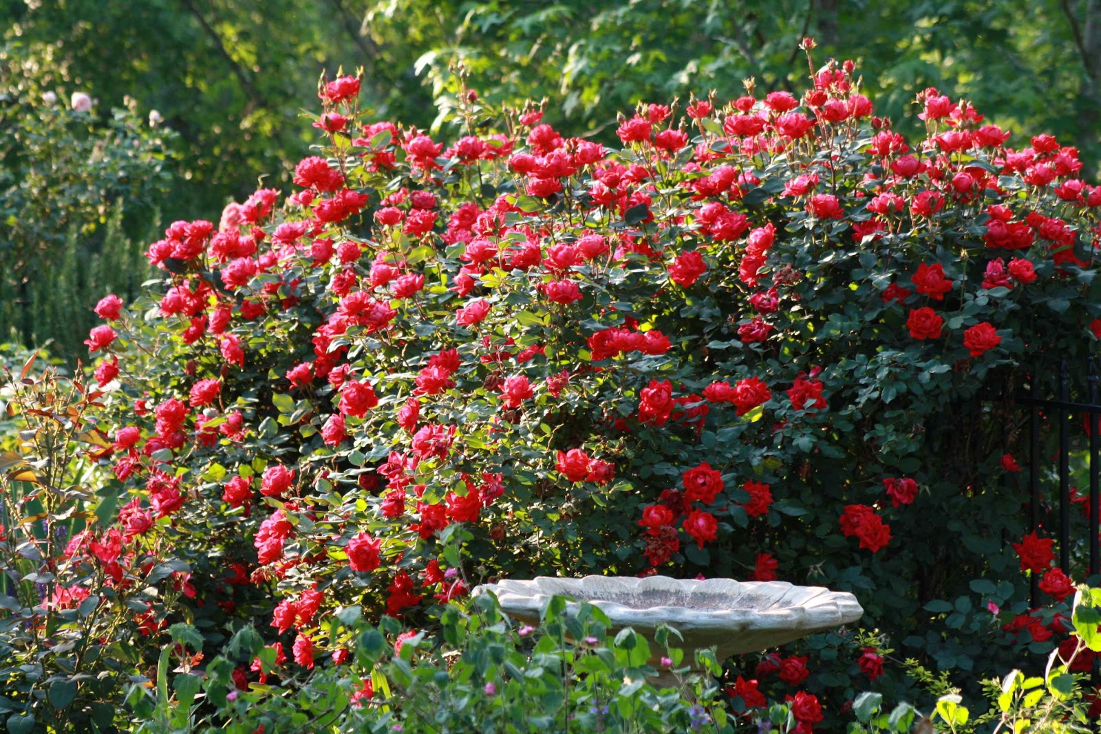 Beautiful Rose Garden Wallpaper rose flowers garden rose flower garden red rose Beautiful Rose Garden Wallpaper rose flowers garden rose flower garden red rose