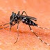 Ceará é o nono em casos de dengue no País