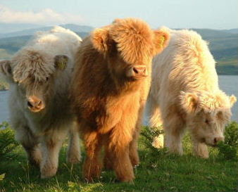 photos of calves