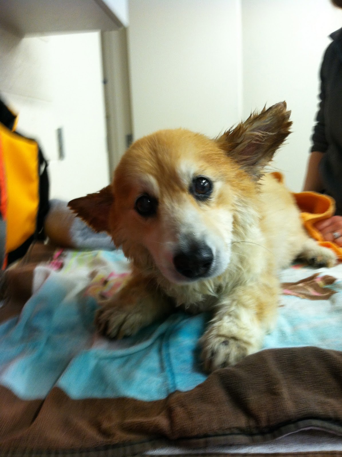 Llyr a Welsh with DM December 2011