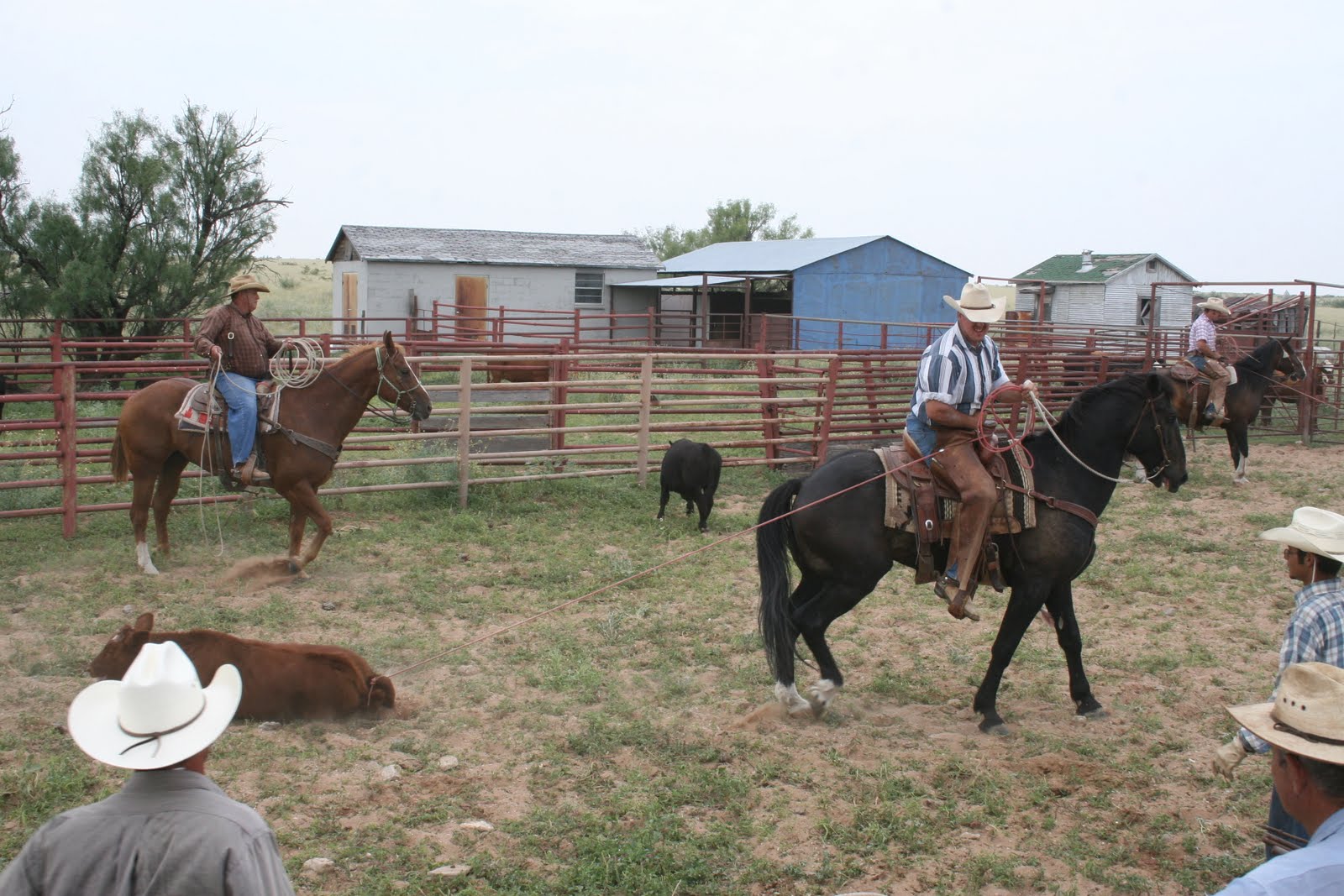 Mustang 'n' Cowboys Rafter T Bar Ranch Pecos, TX