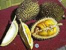 Durian Cara Paling Aman Memakan Durian