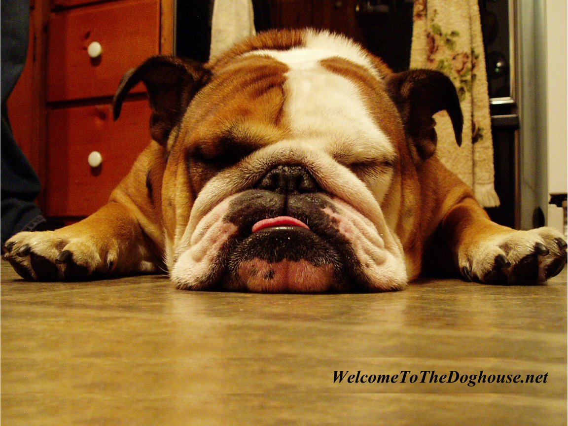 Fotos de Cachorros de Raça Fotos de Cachorros de Raça
