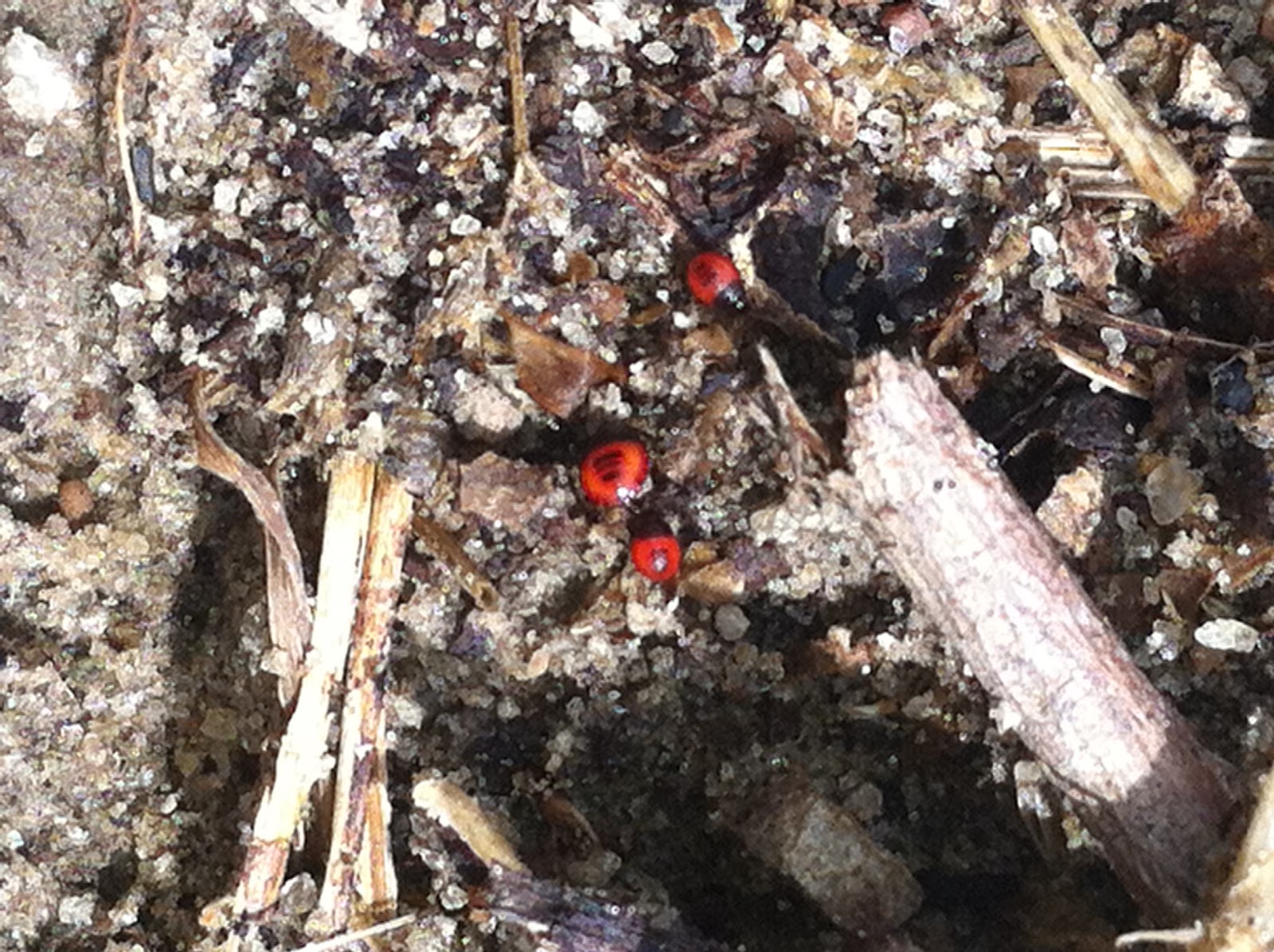 Alabama Insect Blog Burrower Bugs Found in Alabama