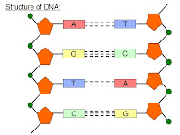 Dna Molecule Diagram Dna Molecule Diagram
