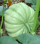 Jarradale Pumpkin