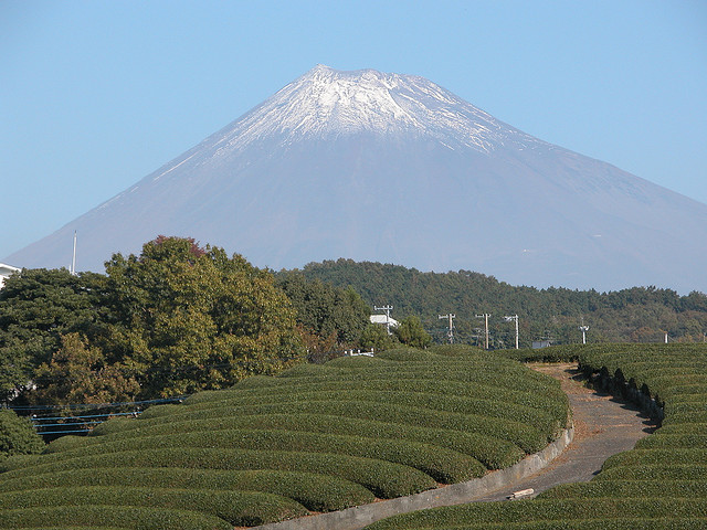 Lindas fotos de plantações de chá verde no pé do Monte Fuji