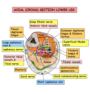  صور طبية التشريح - Anatomy   Third Part : Lower Limb ,
