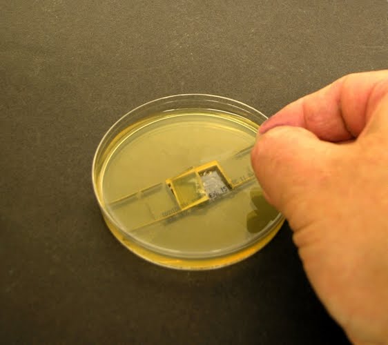 Fun With Microbiology (What's Buggin' You?) Slide Culture Technique