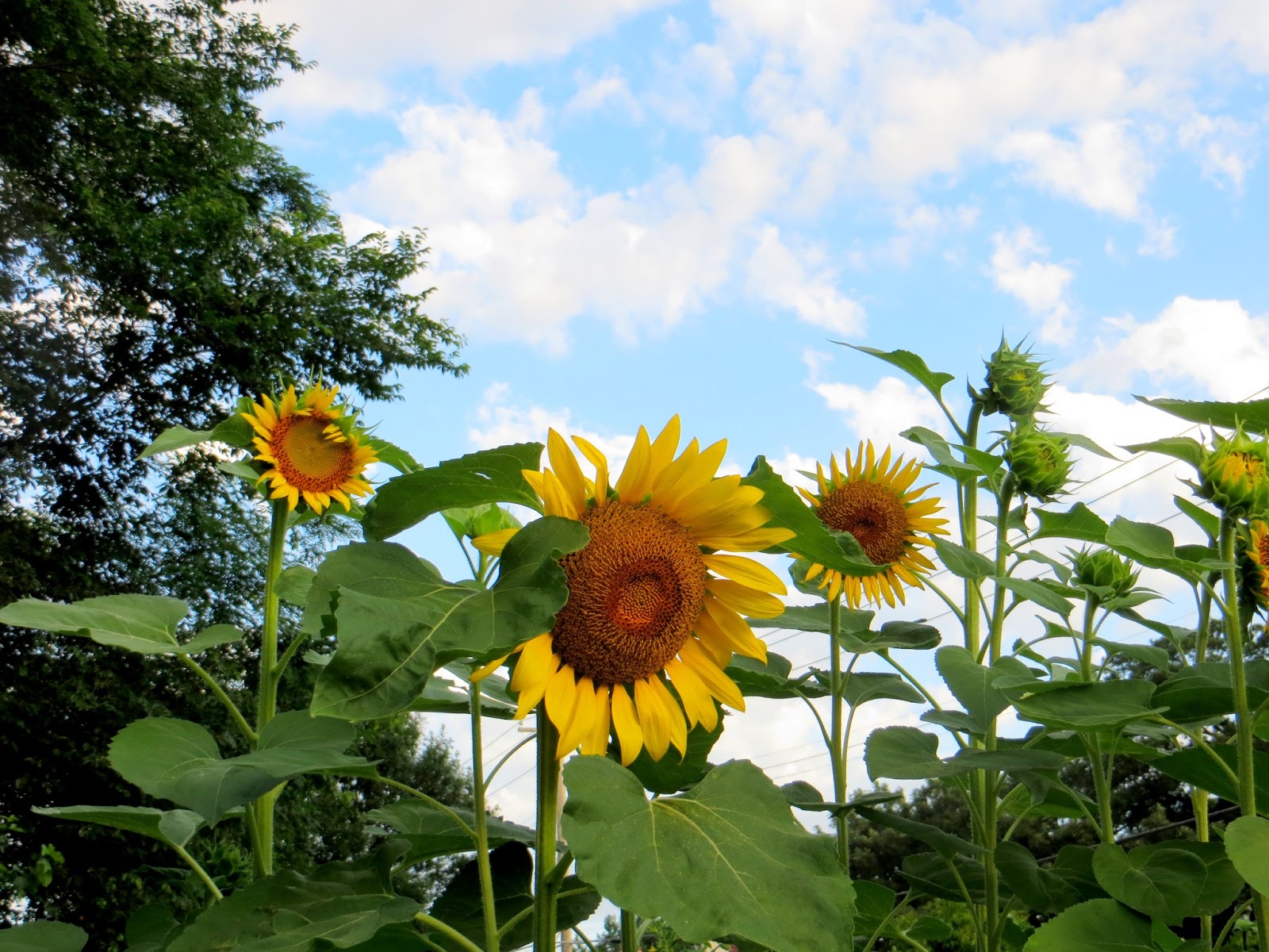 Miles and Laurel Morning sunflowers