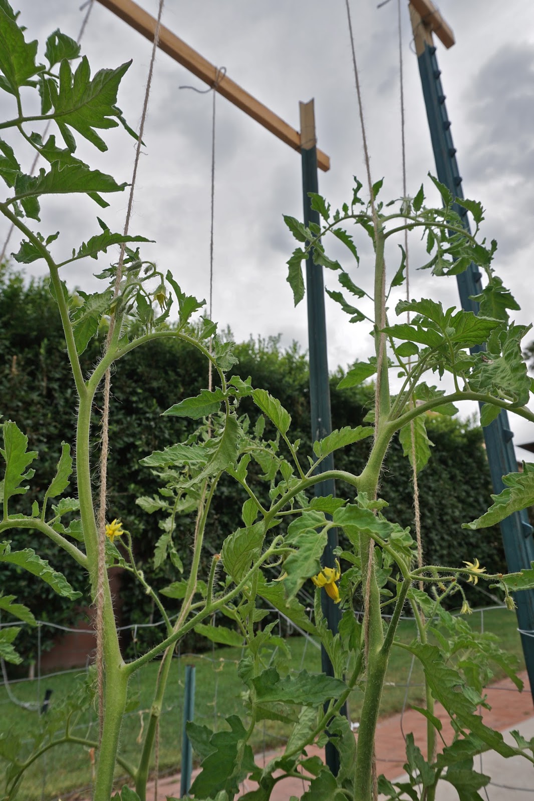 Andie's Way Using Twine Instead of Wire on the Trellises