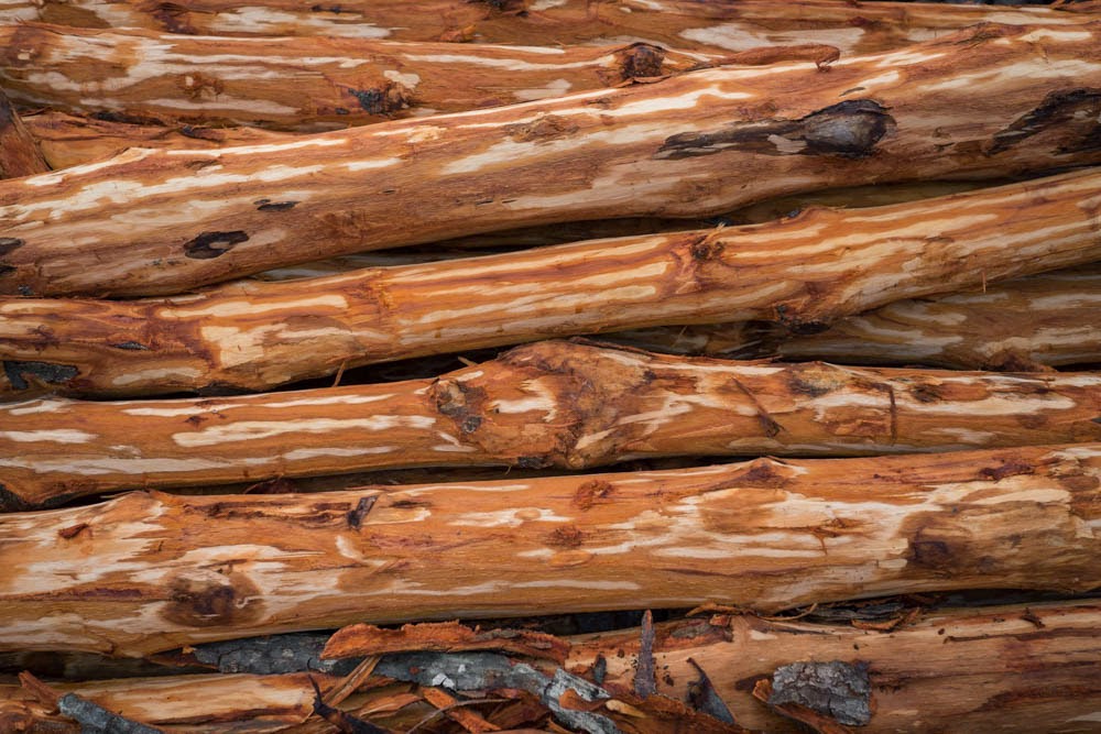 Skinned Mangrove logs