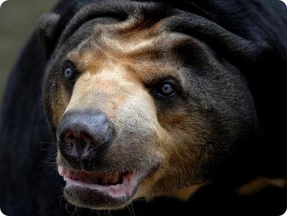 http://4.bp.blogspot.com/-dUzSd7NUtgA/Tj18MBaTKlI/AAAAAAAAWKQ/UIeSkwrbDXk/s1600/strangest-and-rarest-animals-in-world35.jpg