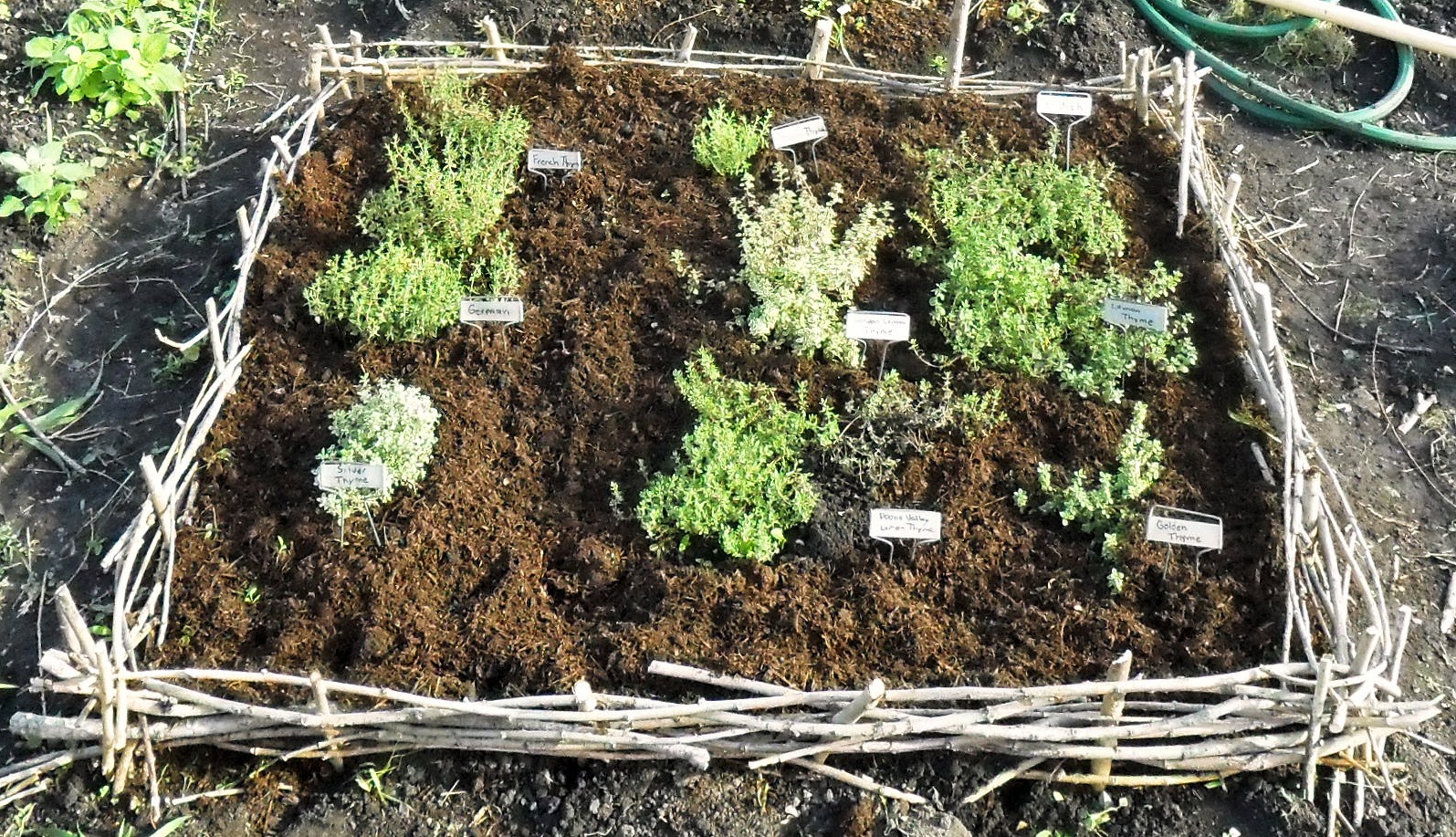 Community Backyard Community Patch Growing Thyme in a Raised Bed