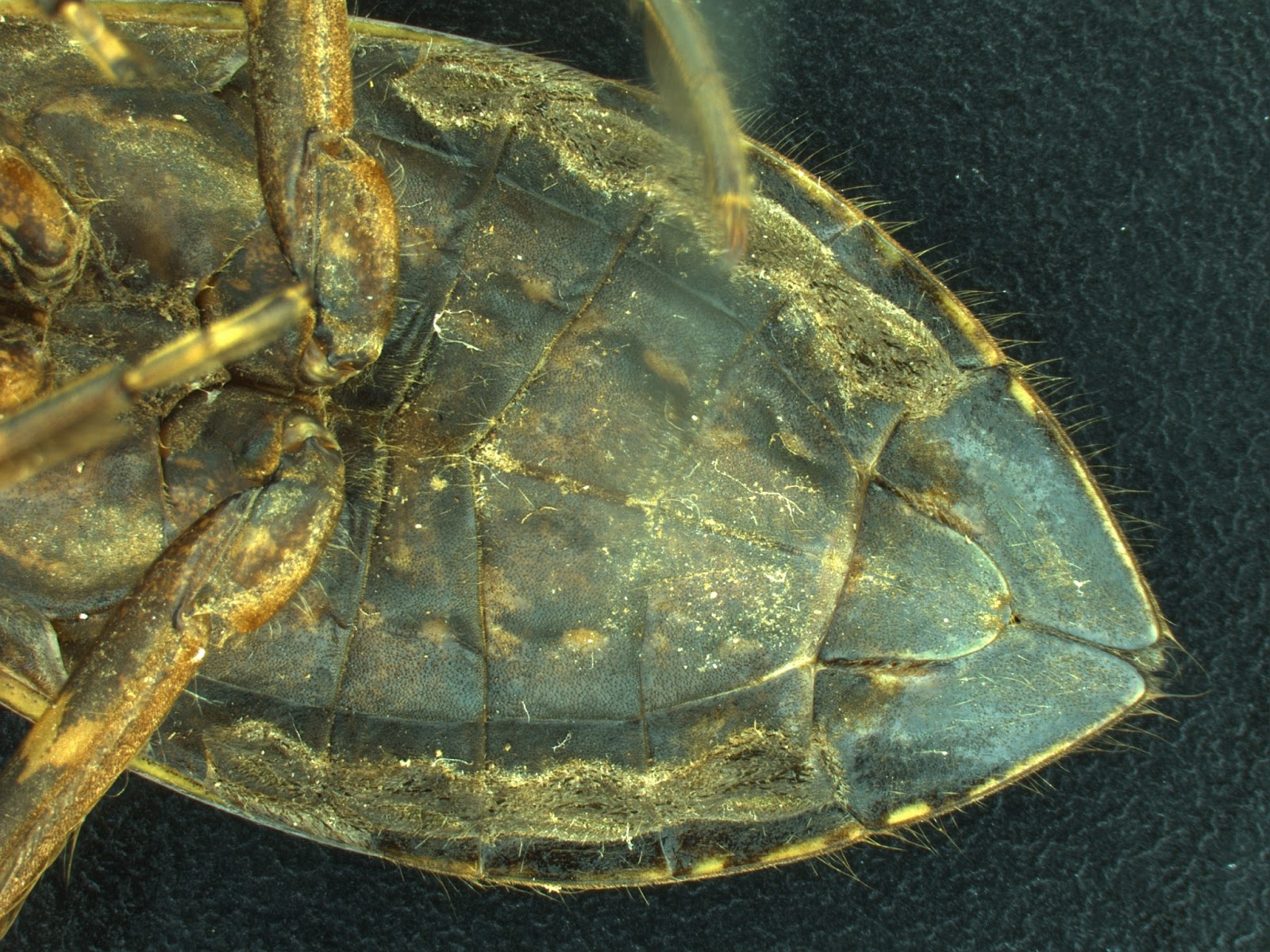 Quaoar Power Zoo giant water bug (Belostoma sp. aff. dentatum