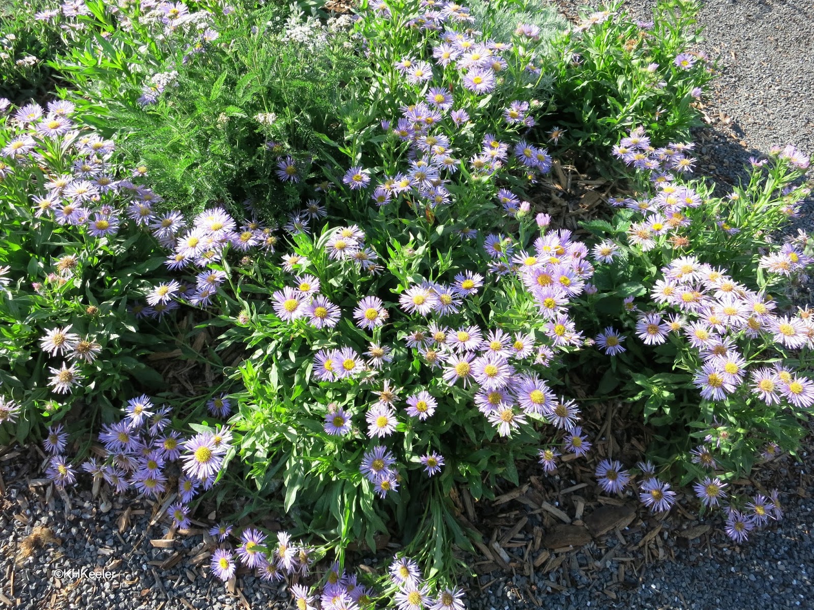 A Wandering Botanist The Range of Prairie PlantsNatives of Edmonton, Alberta