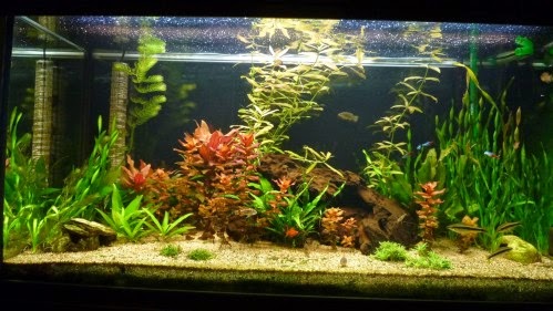 Nouvelle photo de mon aquarium [b]10l Dennerle[/b]
