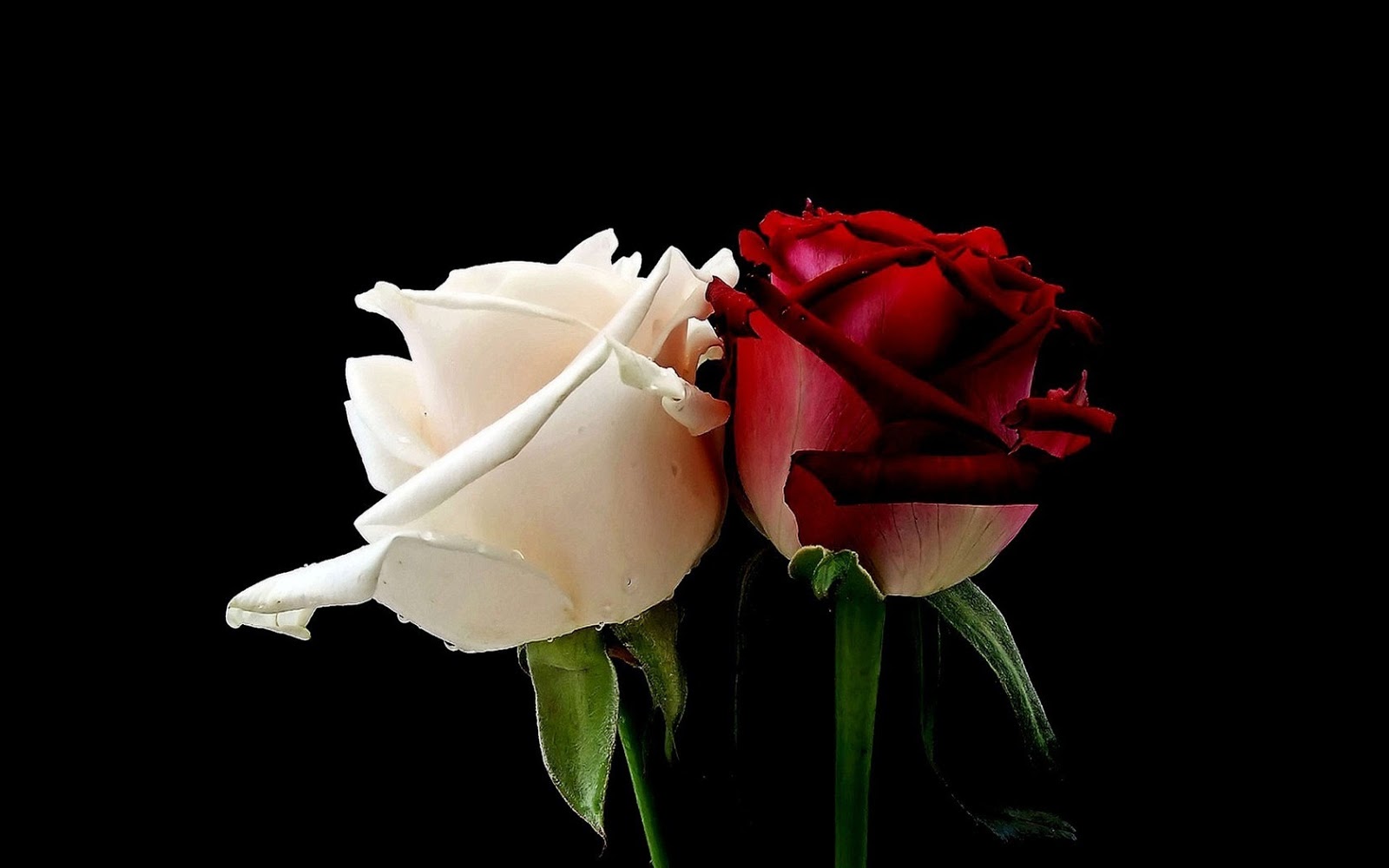 Red And White Rose Wallpaper Red And White Rose Wallpaper