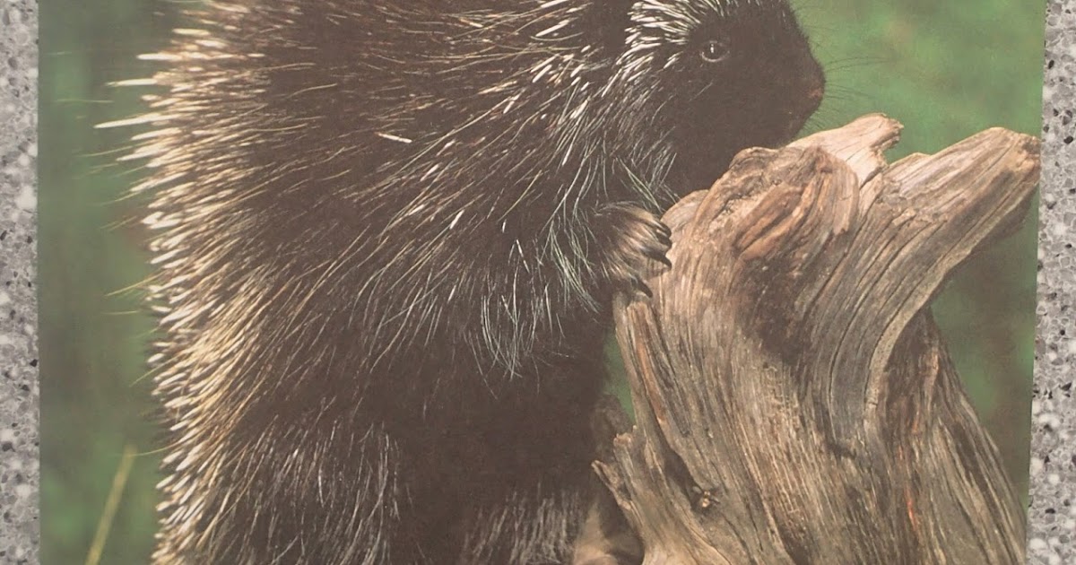 1 Day at Home Porcupines