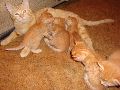 awww
