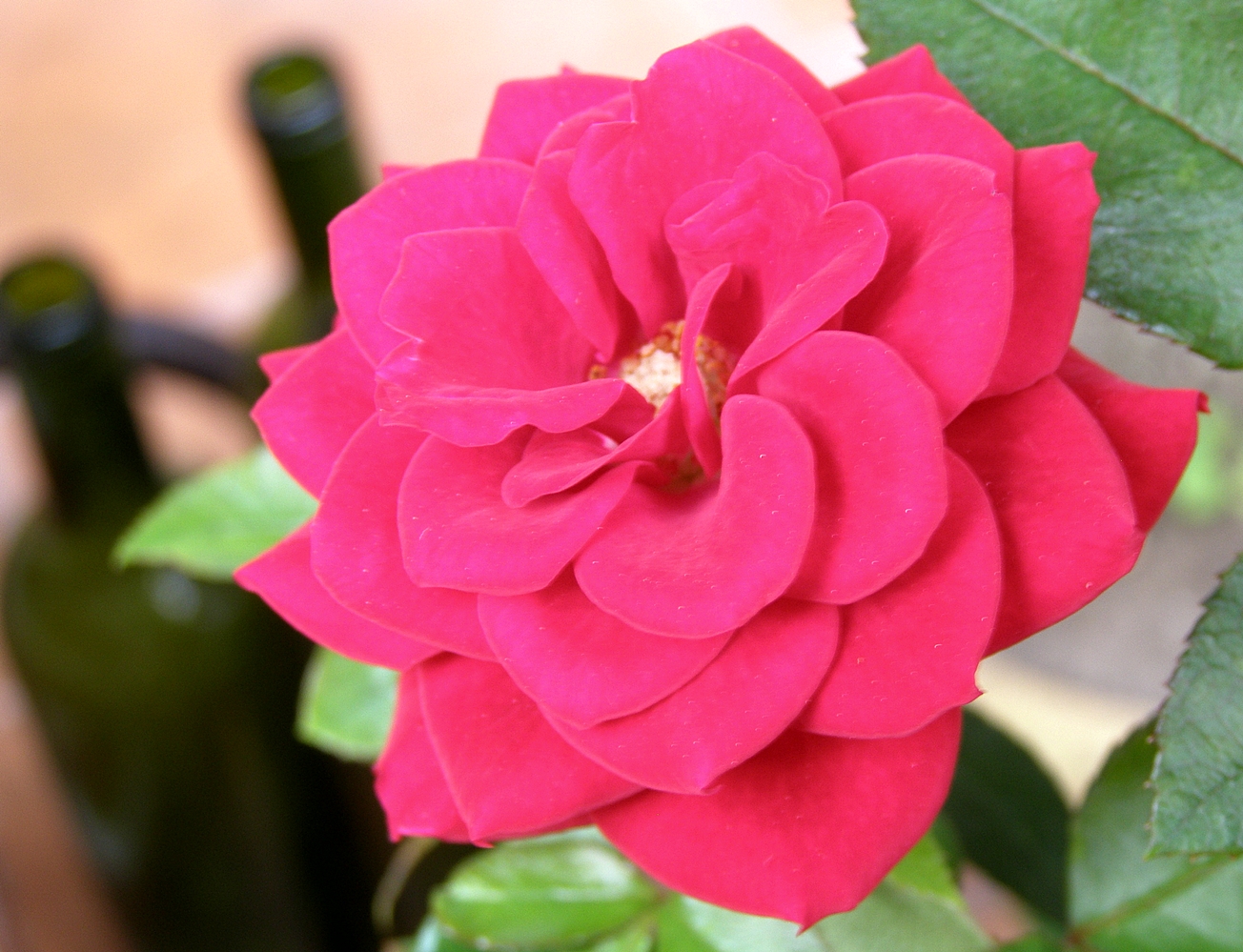 OIL PAINTING LESSONS *** PAINTING DEMOS *** FREE PHOTOS