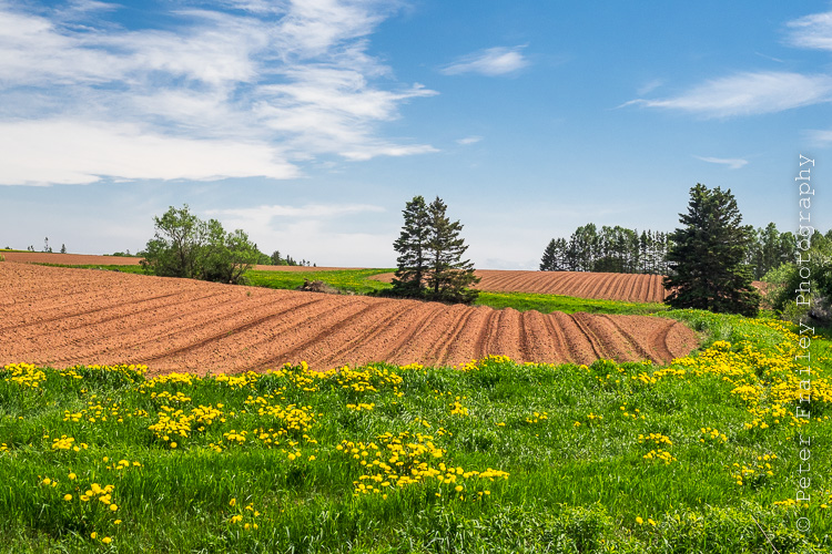Peter Frailey Photography Blog The red soil farmland of PEI