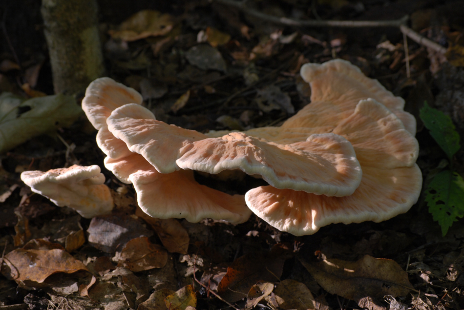 Edible Mushrooms in Minnesota http://www.pic2fly.com/Edible-Mushrooms-in-Minnesota.html
