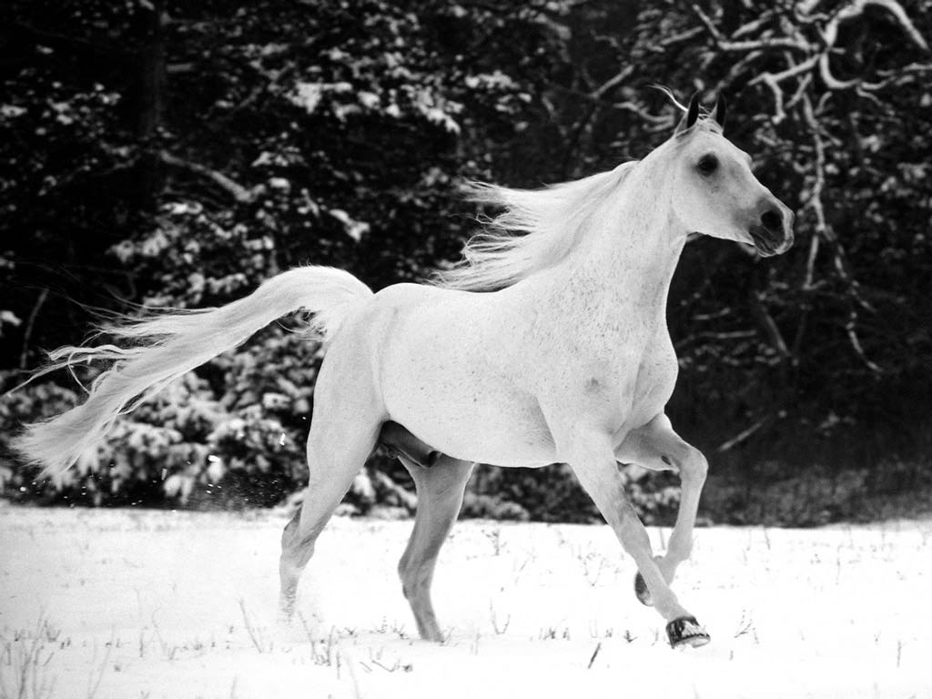 HD Animals Wallpapers White horse Wallpapers