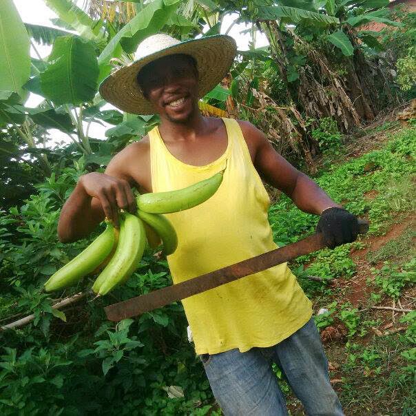 plantain farming in nigeria