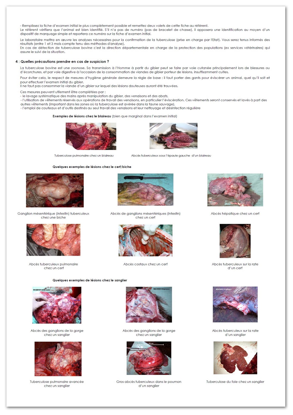 Bovine TB Update on bovine tuberculosis in the EU