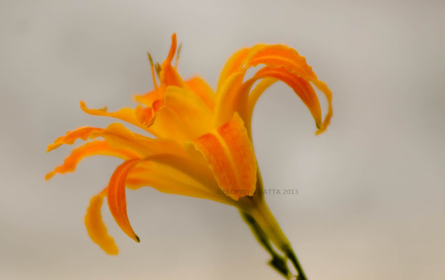 In bloom | Nikon D300 | Nikon 80-200mm f2.8 AFD