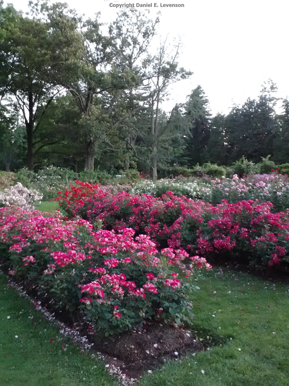 Backyard Rose Garden Backyard Rose Garden