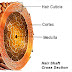 Estructura del Pelo