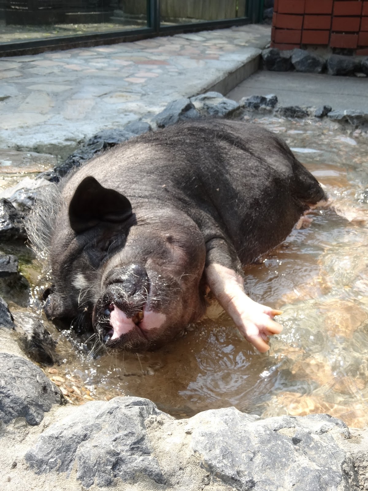 はむらzoo小噺 ミニブタの水浴び