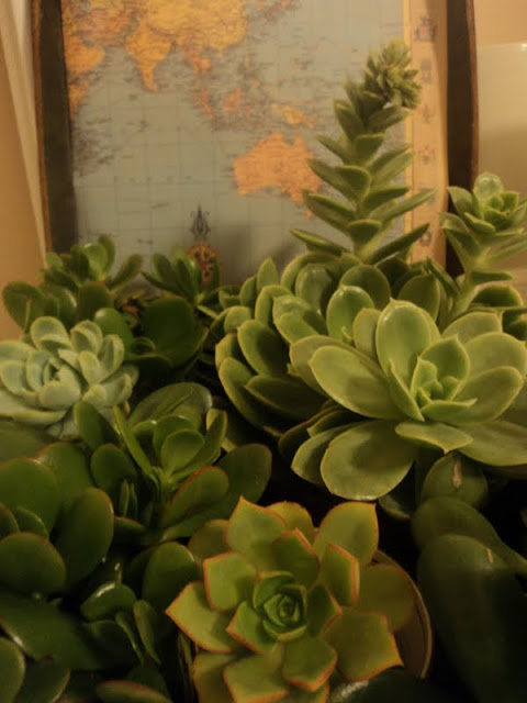 beachcomber: succulent garden