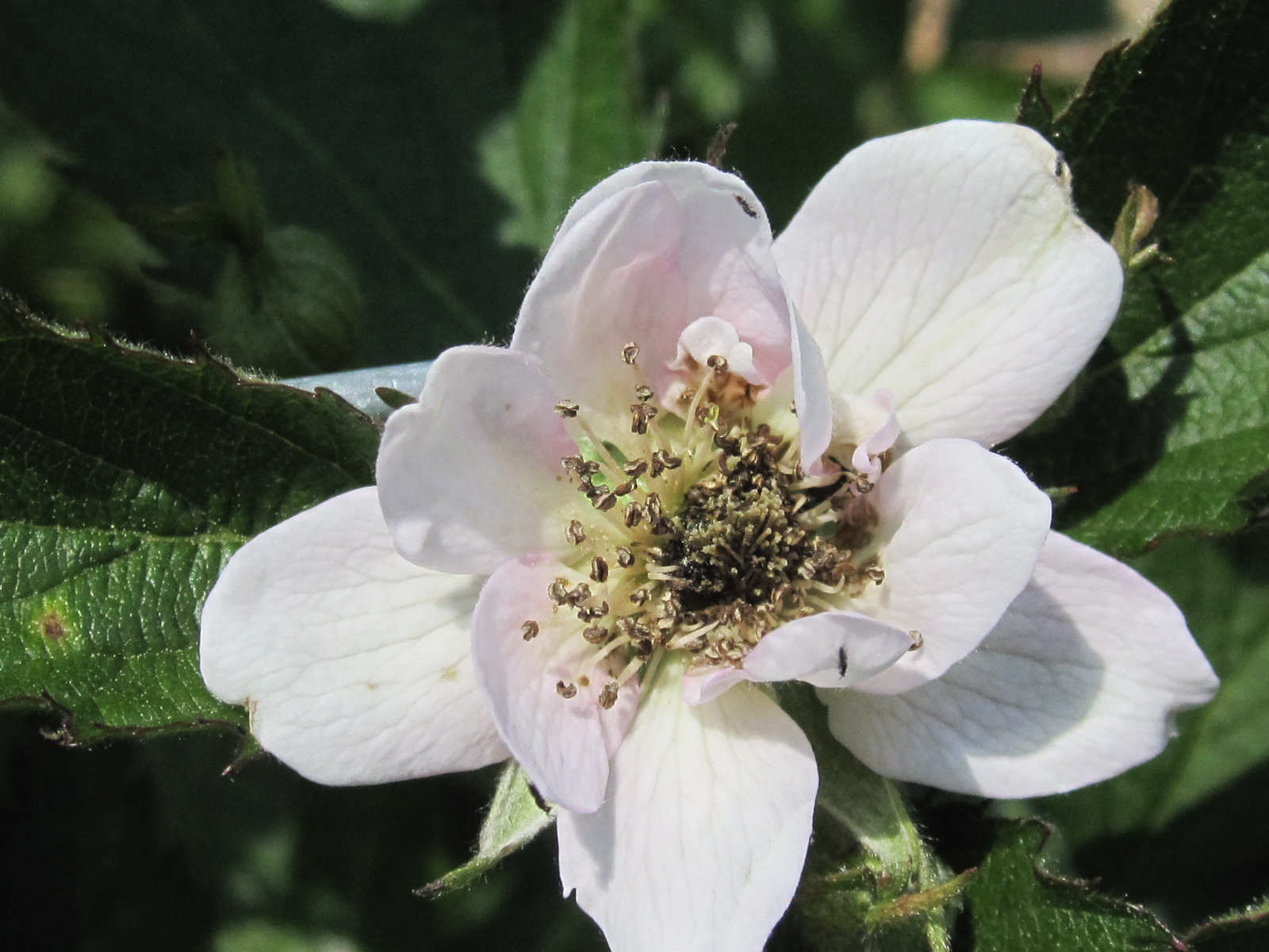 Team Rubus Frost 2012 damage to blackberry crop