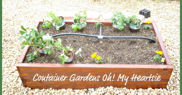 Oh! My Heart: My Container Gardens Update