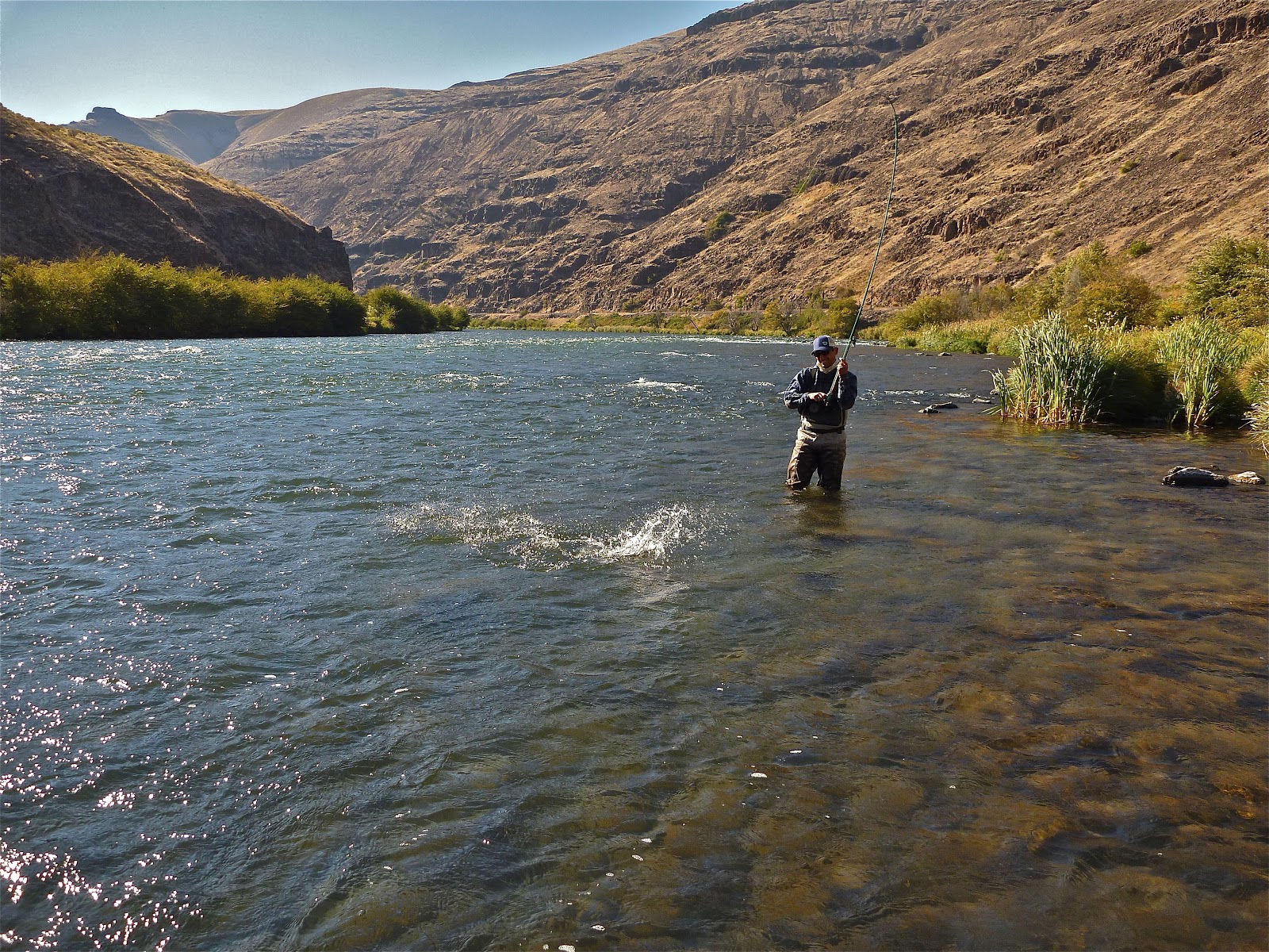 SILVEY'S FLYFISHING DESCHUTES RIVER REPORT