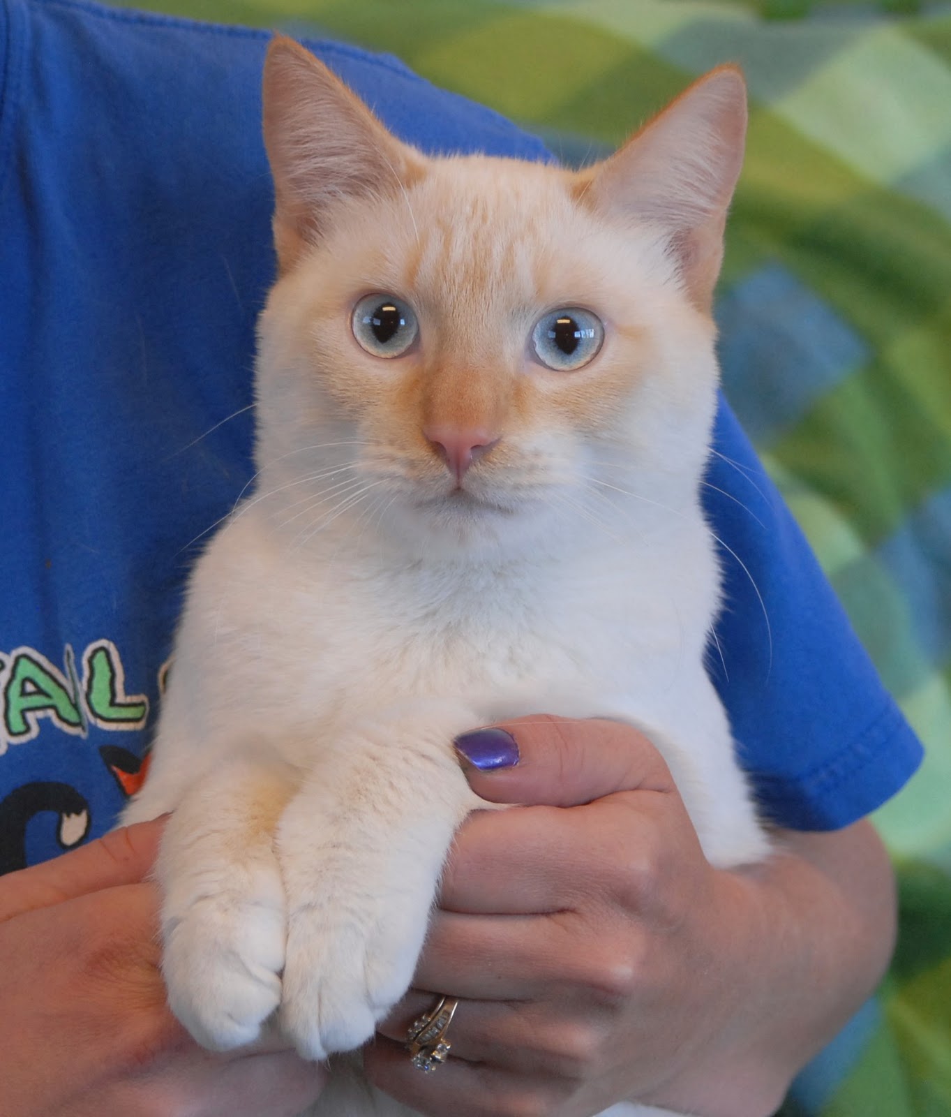 Nevada SPCA Animal Rescue: November 2011