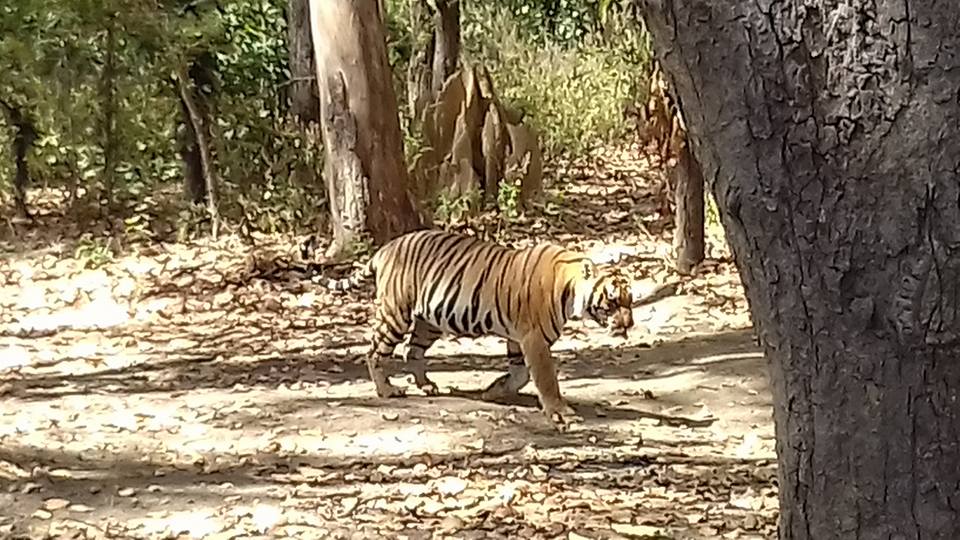 Tiger sighting at Kanha
