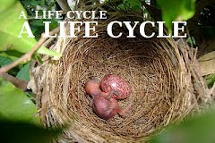LIFE CYCLE KERALA