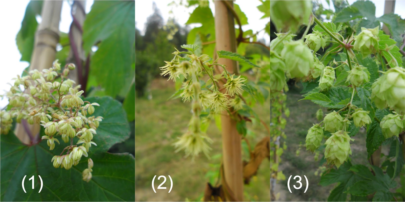 Humulus lupulus 2013