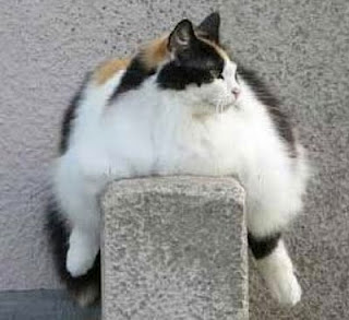 High Protein High Fat Low Carb Cat Food High Protein High Fat Low Carb Cat Food