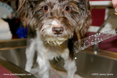 Pixel Blue Eyes standing in kitchen sink getting sprayed with water Image of Pixel Blue Eyes standing in kitchen sink getting sprayed with water